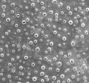 2016-q1-nanoscientific-sicm-6