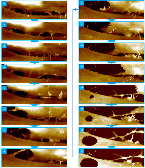 cell-adhesion-molecule-imaging