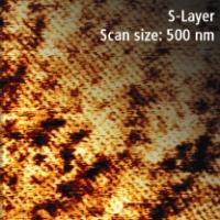 200807-s-layer-afm-microscopy